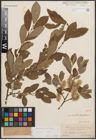 Foto von Salix cinerea L.